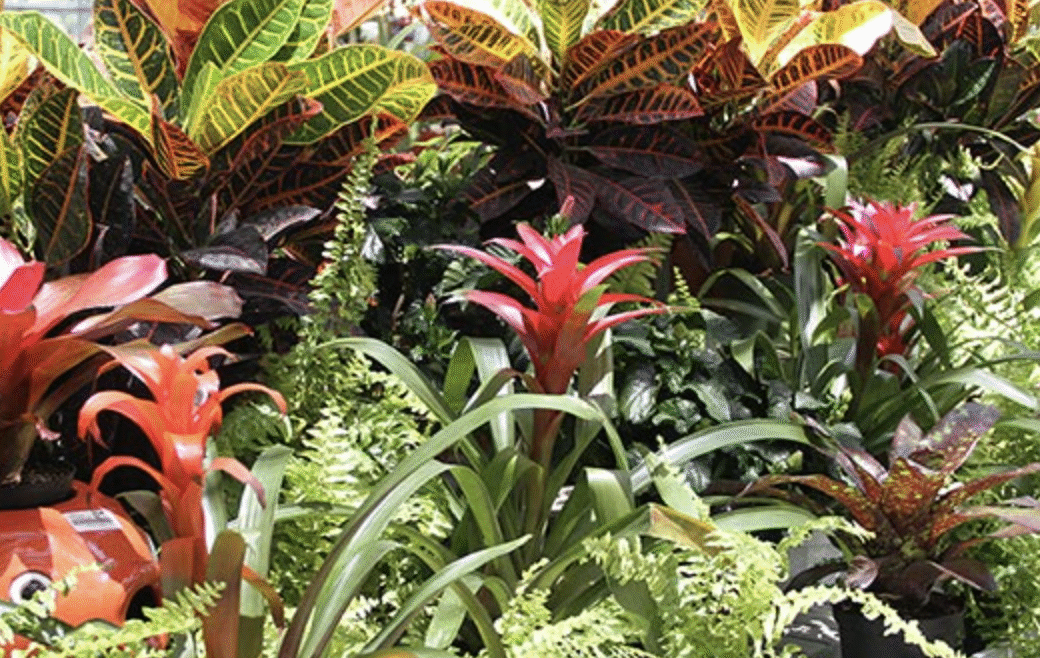 Tropical Plants in City