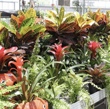 Tropical Plants in City