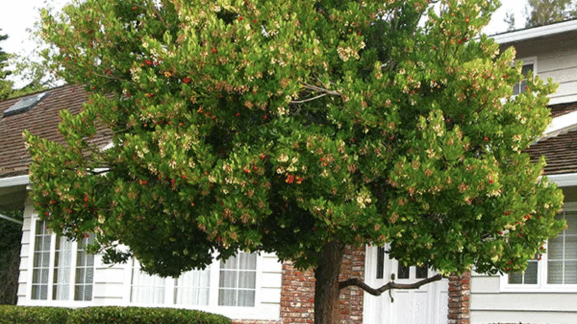 Strawberry Trees