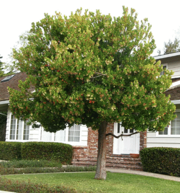 Strawberry Trees