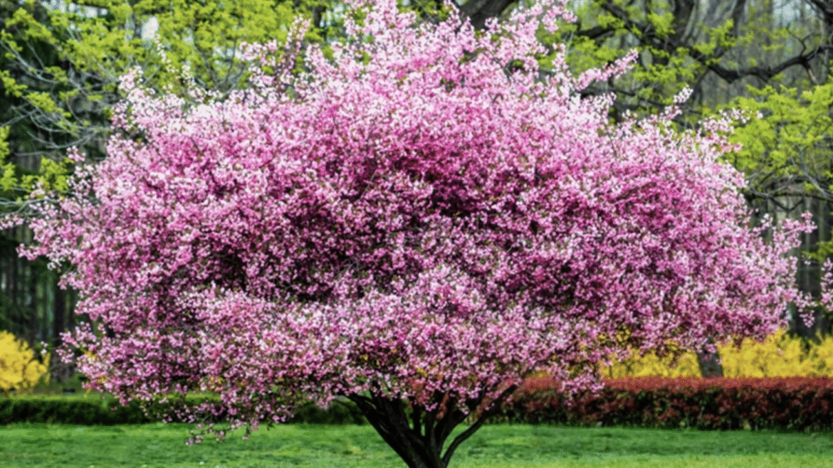 Ornamental Crab Apples