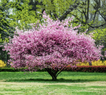 Ornamental Crab Apples