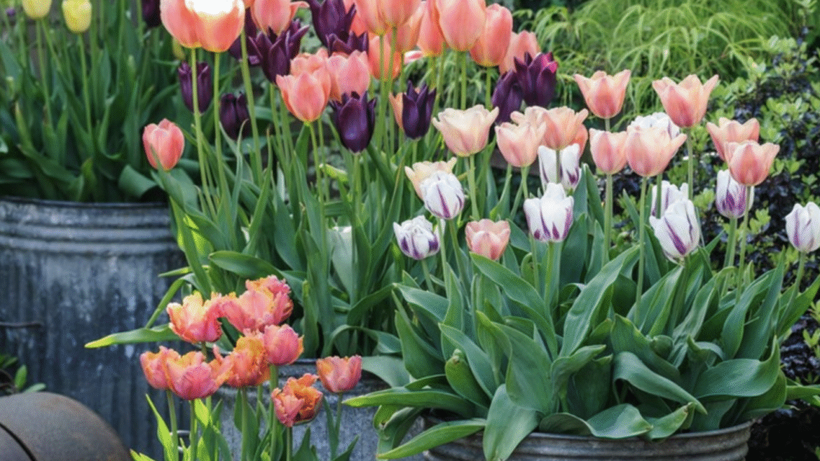 Bulbs in Tulips