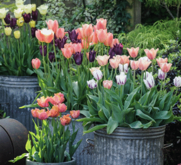 Bulbs in Tulips