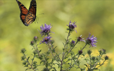 Taking the Most out of It: Flowers and Butterflies