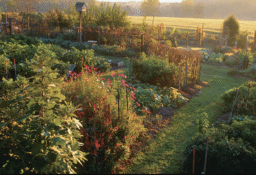 Plants Competitions and Contestants