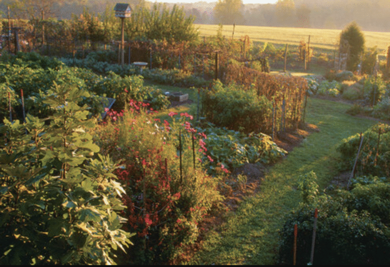 Plants Competitions and Contestants