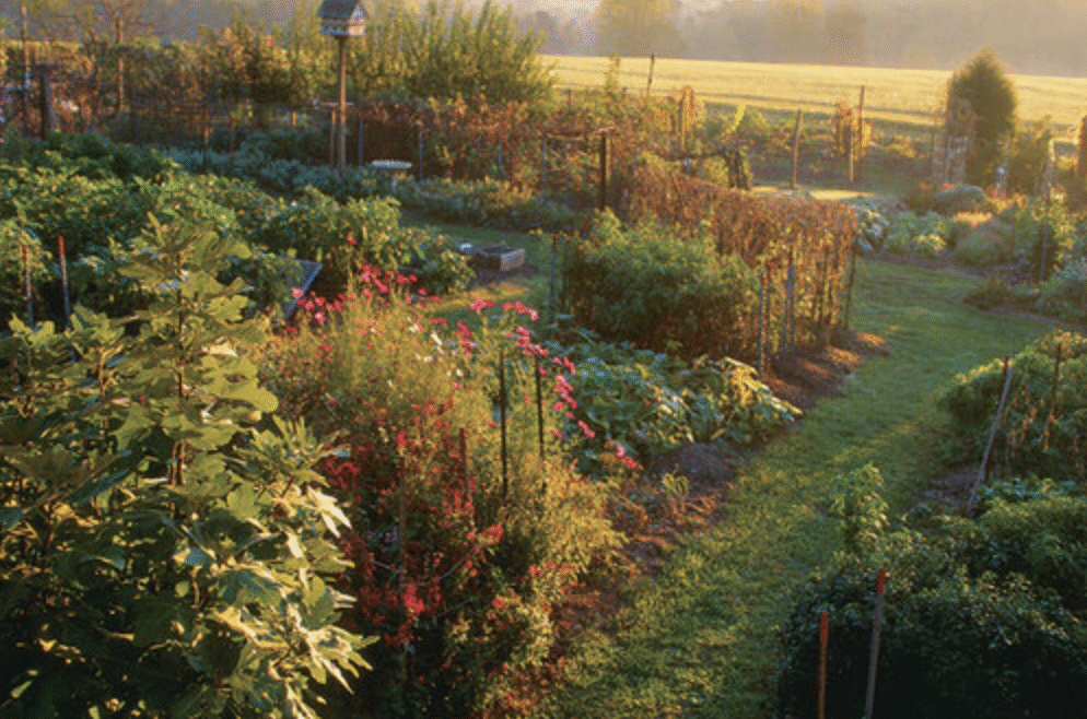 Plants Competitions and Contestants