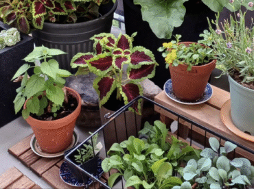 How Gardening Can Help Your Immune System