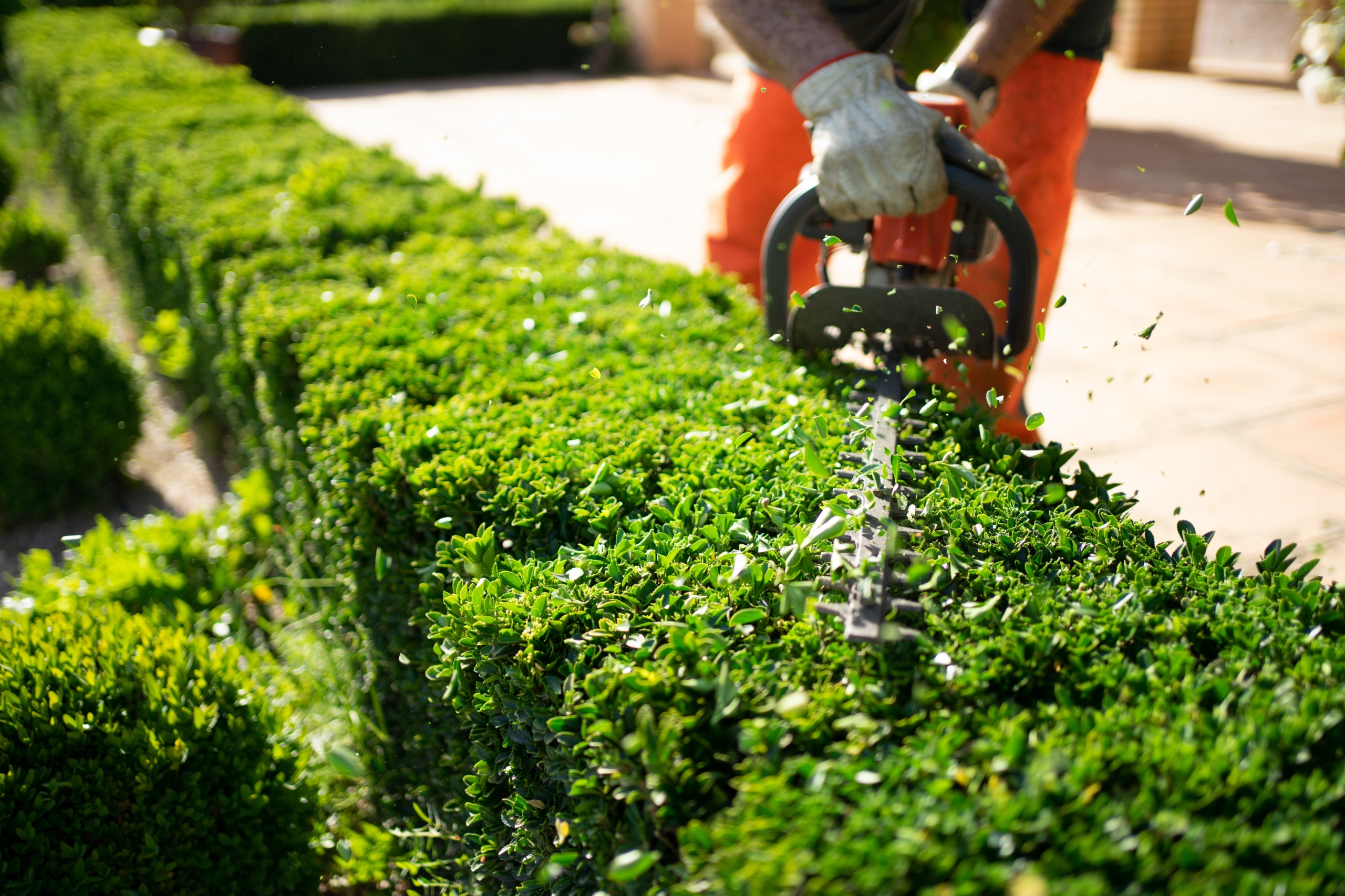Home,And,Garden,Concept.,Hedge,Trimmer,In,Action.,Shrub,Trimming