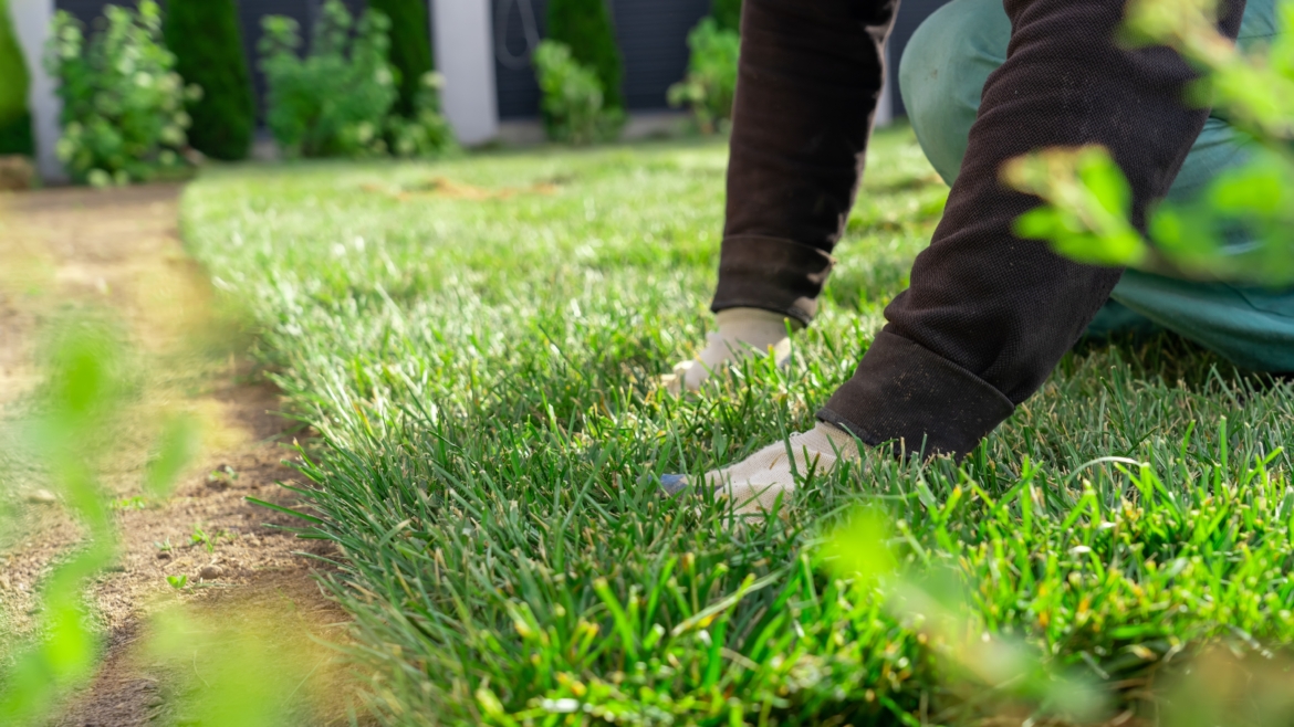 How to have the Lawn of the Month